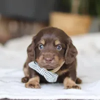 Glizzy, a male Miniature Dachshund for sale in Dundee, OH – Photo 1 of 7