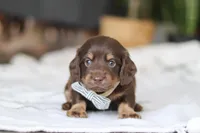 Glizzy, a male Miniature Dachshund for sale in Dundee, OH – Photo 1 of 7