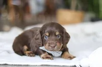 Glizzy, a male Miniature Dachshund for sale in Dundee, OH – Photo 5 of 7