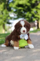 Rowdy, a male Miniature Australian Shepherd for sale in Dundee, OH – 2 of 8