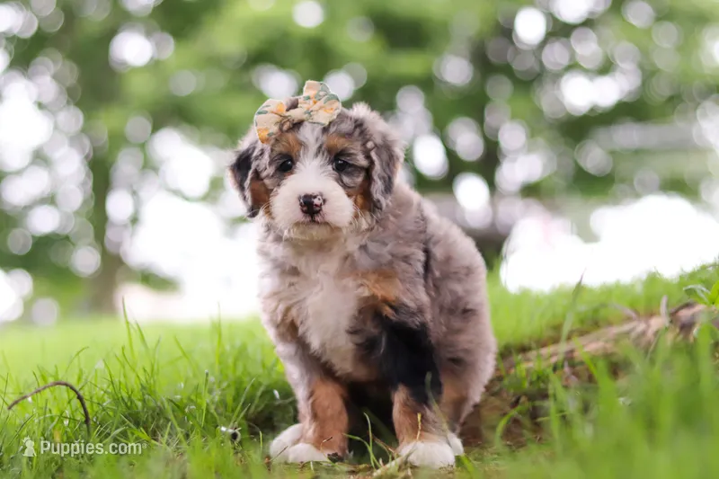 Mimosa – Miniature Bernedoodle puppy for sale in Dundee, OH