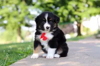 Roamer, a male Miniature Australian Shepherd for sale in Dundee, OH – 4 of 10