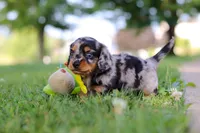 Kumquat, a male Miniature Dachshund for sale in Dundee, OH – 10 of 10