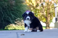 Zuzu, a female Miniature Australian Shepherd for sale in Dundee, OH – 2 of 6