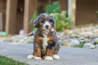 Gusher, a male Miniature Bernedoodle for sale in Dundee, OH – 5 of 5