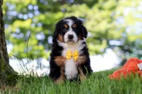 Beetle Boy, a male Miniature Bernedoodle for sale in Dundee, OH – 2 of 6
