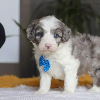 Hoppie, a male Sheepadoodle for sale in Dundee, OH – Photo 4 of 6