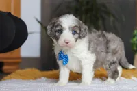 Hoppie, a male Sheepadoodle for sale in Dundee, OH – Photo 4 of 6