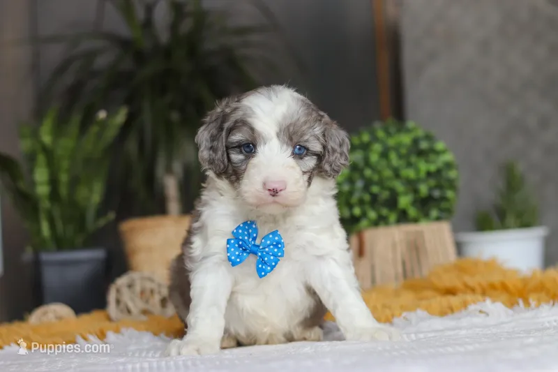 Hoppie, a male Sheepadoodle for sale in Dundee, OH – Photo 1 of 6