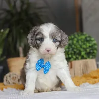 Hoppie, a male Sheepadoodle for sale in Dundee, OH – Photo 1 of 6