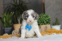 Hoppie, a male Sheepadoodle for sale in Dundee, OH – Photo 1 of 6