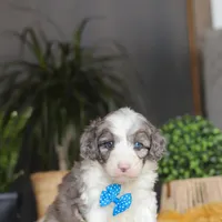 Hoppie, a male Sheepadoodle for sale in Dundee, OH – Photo 5 of 6
