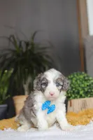 Hoppie, a male Sheepadoodle for sale in Dundee, OH – Photo 5 of 6