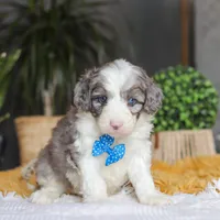 Hoppie, a male Sheepadoodle for sale in Dundee, OH – Photo 6 of 6