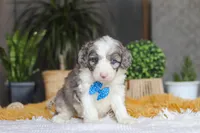 Hoppie, a male Sheepadoodle for sale in Dundee, OH – Photo 6 of 6