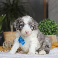 Hoppie, a male Sheepadoodle for sale in Dundee, OH – Photo 2 of 6