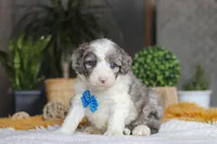 Hoppie, a male Sheepadoodle for sale in Dundee, OH – Photo 2 of 6