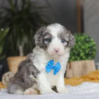 Hoppie, a male Sheepadoodle for sale in Dundee, OH – Photo 3 of 6