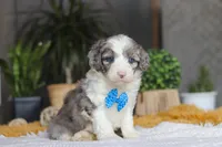 Hoppie, a male Sheepadoodle for sale in Dundee, OH – Photo 3 of 6