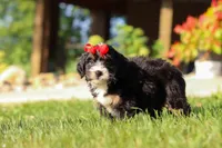 Moonstone, a female Miniature Bernedoodle for sale in Dundee, OH – 5 of 7