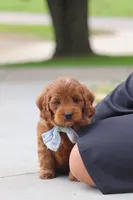 Igor, a male Miniature Goldendoodle for sale in Dundee, OH – 7 of 7