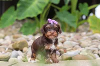 Bon Bon, a female Yorkipoo for sale in Dundee, OH – 2 of 8