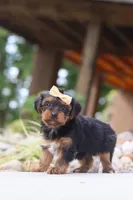 Torte, a female Yorkipoo for sale in Dundee, OH – 2 of 7
