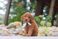 Igor, a male Miniature Goldendoodle for sale in Dundee, OH – 1 of 7