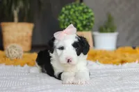 Bunni, a female Sheepadoodle for sale in Dundee, OH – Photo 5 of 6