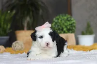 Bunni, a female Sheepadoodle for sale in Dundee, OH – Photo 3 of 6