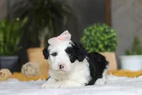 Bunni, a female Sheepadoodle for sale in Dundee, OH – Photo 4 of 6
