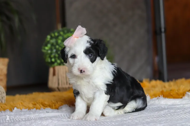 Bunni, a female Sheepadoodle for sale in Dundee, OH – Photo 1 of 6