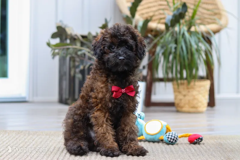 Sprout – Poodle - Miniature  puppy for sale in Dundee, OH