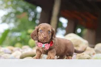 Otto, a male Miniature Dachshund for sale in Dundee, OH – 4 of 6