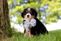 Jimminy Cricket, a male Miniature Bernedoodle for sale in Dundee, OH – 2 of 6