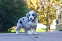 Ruckus, a male Miniature Australian Shepherd for sale in Dundee, OH – 4 of 5
