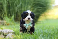 Pez, a male Miniature Bernedoodle for sale in Dundee, OH – 1 of 5