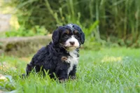 Chiclet, a female Miniature Bernedoodle for sale in Dundee, OH – 2 of 5