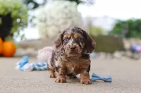 Oak, a male Miniature Dachshund for sale in Dundee, OH – 3 of 7