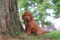 Gomez, a male Miniature Goldendoodle for sale in Dundee, OH – 5 of 6