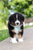 Rustler, a male Miniature Australian Shepherd for sale in Dundee, OH – 7 of 8