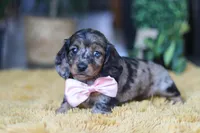 Strudel, a female Miniature Dachshund for sale in Dundee, OH – Photo 4 of 7