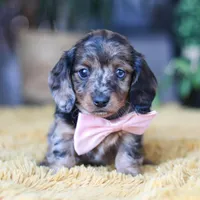 Strudel, a female Miniature Dachshund for sale in Dundee, OH – Photo 3 of 7