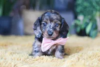Strudel, a female Miniature Dachshund for sale in Dundee, OH – Photo 3 of 7