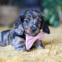Strudel, a female Miniature Dachshund for sale in Dundee, OH – Photo 6 of 7
