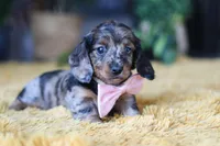Strudel, a female Miniature Dachshund for sale in Dundee, OH – Photo 6 of 7