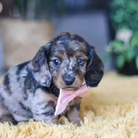 Strudel, a female Miniature Dachshund for sale in Dundee, OH – Photo 1 of 7