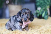 Strudel, a female Miniature Dachshund for sale in Dundee, OH – Photo 1 of 7