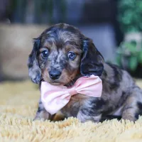 Strudel, a female Miniature Dachshund for sale in Dundee, OH – Photo 2 of 7