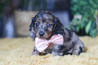 Strudel, a female Miniature Dachshund for sale in Dundee, OH – Photo 2 of 7